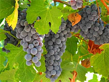 Винобрание, сезон сбора винограда в Чехии
