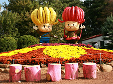 Фестиваль хризантем в Корее