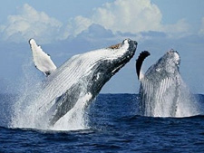 Сезон горбатых китов в Доминикане